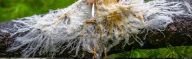 Mycelium Walking Meditation
