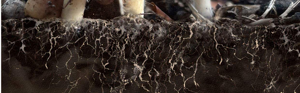 Mycelium Walking Meditation