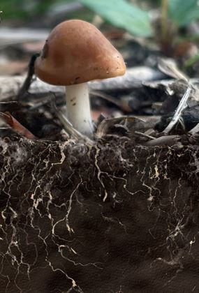 Mycelium Walking Meditation